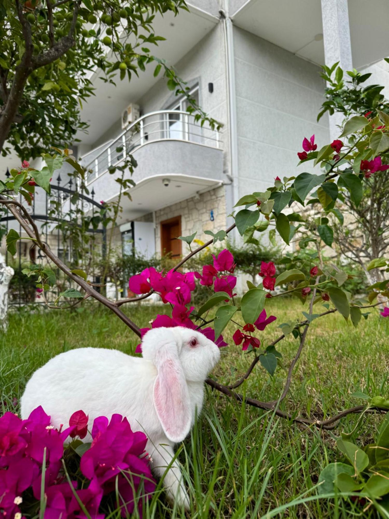 Villa Bodini Himare Exteriör bild